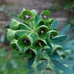 Euphorbia characias برگ