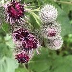 Arctium tomentosumЦвят