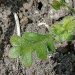 Nemophila maculata برگ