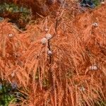 Taxodium distichum Φρούτο