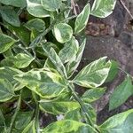 Euphorbia tithymaloides Levél