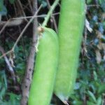 Canavalia rosea Frukto