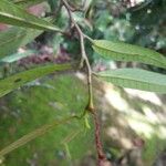 Dipterocarpus oblongifolius ഇല