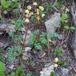 Pyrola chlorantha Hábito