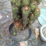 Cereus jamacaru Květ