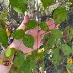 Aralia spinosa Blatt