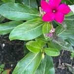 Catharanthus roseus Blatt