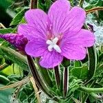 Epilobium hirsutum Floro