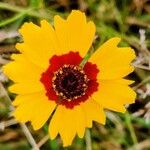 Coreopsis tinctoriaΛουλούδι