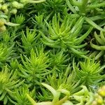 Sedum reflexum Φύλλο