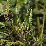 Bulbophyllum bifarium Hábito