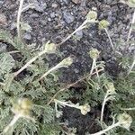 Artemisia glacialis Flor