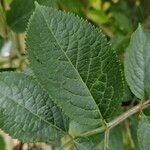 Sambucus canadensis Leaf