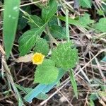 Sida cordata Feuille