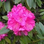 Rhododendron ferrugineum Fiore