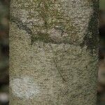 Licania parvifructa Cortiza