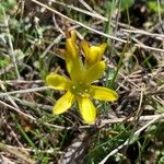 Gagea bohemica Flor