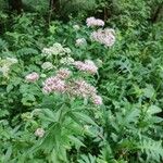 Eupatorium cannabinumLeaf