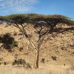 Acacia tortilis Hábitos