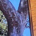 Ulmus parvifolia 樹皮