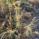 Themeda triandra Leaf