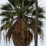 Washingtonia filifera Лист