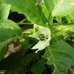 Capsicum annuum Blüte