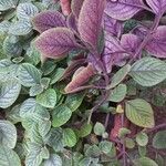 Plectranthus purpuratusᱥᱟᱠᱟᱢ