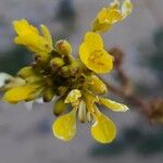 Erucastrum nasturtiifolium 花