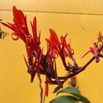 Canna indica 花