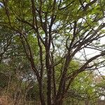 Phyllanthus emblica 樹皮