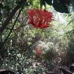 Hibiscus schizopetalus 花