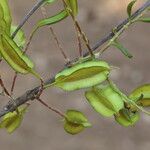 Combretum adenogonium Fruit