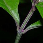 Herpetacanthus panamensis बार्क (छाल)