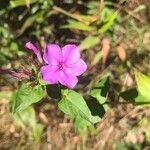 Phlox glaberrima ফুল