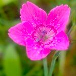 Dianthus deltoidesKukka