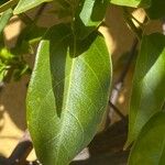 Pyrostegia venusta Leaf
