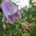 Campanula punctata Blüte