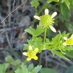 Ranunculus trilobus 花