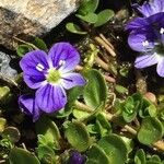 Veronica repens Flower