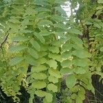 Robinia pseudoacaciaഇല