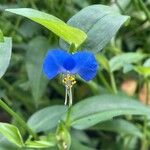 Commelina tuberosa 花