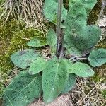 Hieracium glaucinum برگ