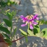 Lathyrus japonicus Fleur