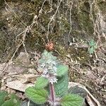 Ajuga pyramidalisЦветок