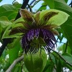 Passiflora maliformis 花