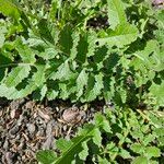 Brassica tournefortii Leaf