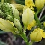 Polygala flavescens Flor