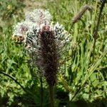 Plantago media Flower