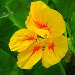 Tropaeolum majus Fleur